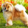 Cute Chow Chow Paint By Number