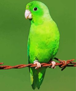 Green Parrotlet Bird Paint By Number