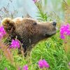 Grizzly Bear In flowers Field Paint By Number