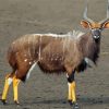 Male Nyala Paint By Number