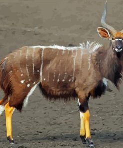 Male Nyala Paint By Number