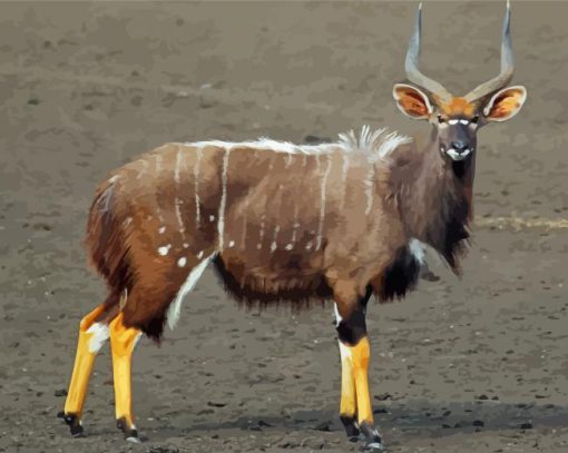 Male Nyala Paint By Number