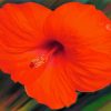 Orange Hibiscus Flower Art Paint By Number