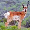 Pronghorn Deer Paint By Number