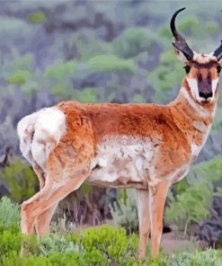 Pronghorn Deer Paint By Number