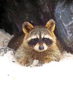 Winter Snow Raccoon Paint By Number