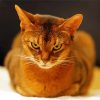 Angry Abyssinian Paint By Number