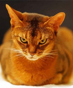 Angry Abyssinian Paint By Number