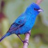 Indigo Bunting Paint By Number