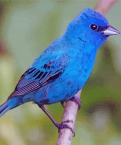 Indigo Bunting Paint By Number