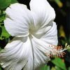 Beautiful White Hibiscus Paint By Number