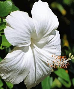 Beautiful White Hibiscus Paint By Number