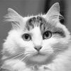 Black And White Siberian Cat Paint By Number