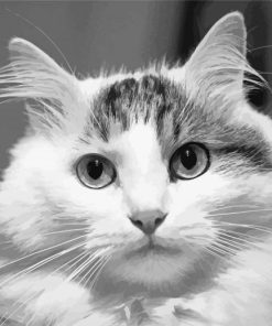 Black And White Siberian Cat Paint By Number