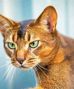 Brown Abyssinian Paint By Number